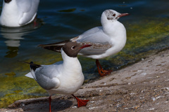 Chroicocephalus ridibundus