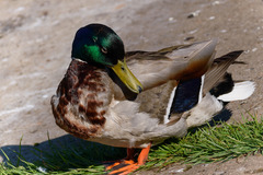 Anas platyrhynchos