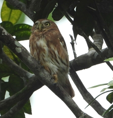 Glaucidium peruanum