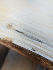 Leptothorax acervorum