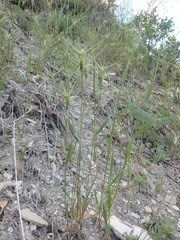 Aegilops biuncialis