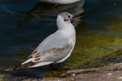 Chroicocephalus ridibundus