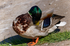 Anas platyrhynchos