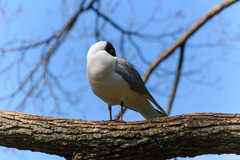 Chroicocephalus ridibundus