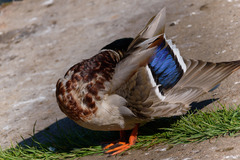 Anas platyrhynchos