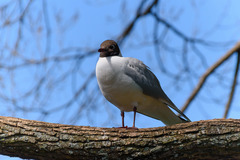 Chroicocephalus ridibundus
