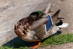 Anas platyrhynchos