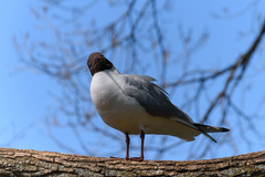 Chroicocephalus ridibundus