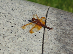 Sympetrum croceolum