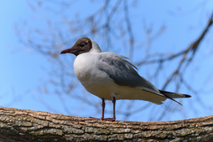 Chroicocephalus ridibundus