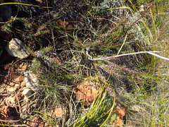 Muraltia juniperifolia