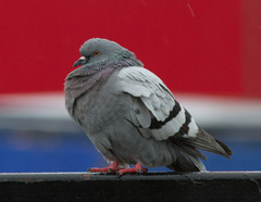 Columba livia domestica
