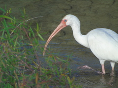 Eudocimus albus