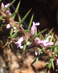 Muraltia juniperifolia