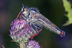 Neoscleropogon lanatus