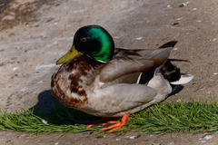 Anas platyrhynchos