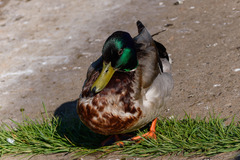 Anas platyrhynchos