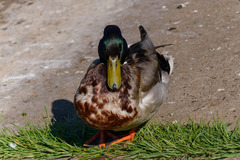 Anas platyrhynchos
