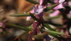 Muraltia juniperifolia