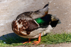 Anas platyrhynchos