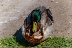 Anas platyrhynchos
