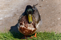 Anas platyrhynchos