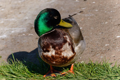 Anas platyrhynchos