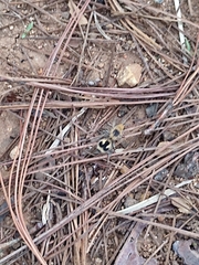 Dasymutilla arachnoides