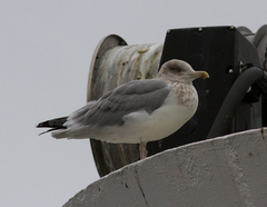 Larus argentatus