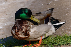 Anas platyrhynchos