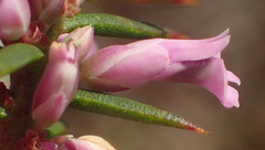 Muraltia juniperifolia