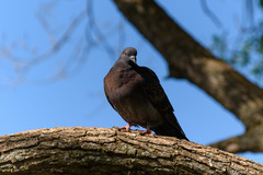 Columba livia domestica