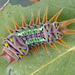 Zygaenoidea - Photo (c) Simon Grove, μερικά δικαιώματα διατηρούνται (CC BY-NC), uploaded by Simon Grove