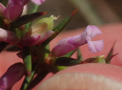 Muraltia juniperifolia