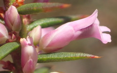 Muraltia juniperifolia