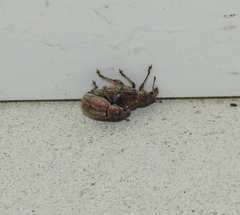 Sciaphobus squalidus
