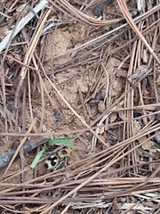 Dasymutilla arachnoides