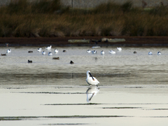 Platalea leucorodia