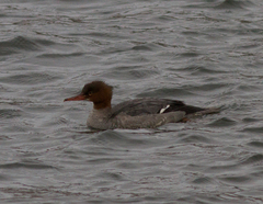 Mergus merganser