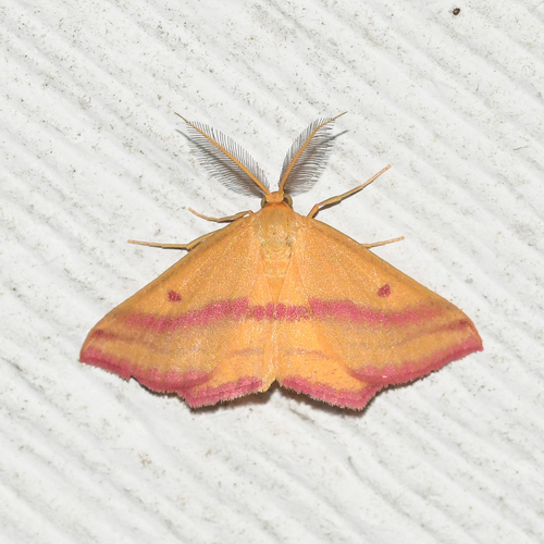Chickweed Geometer Moth