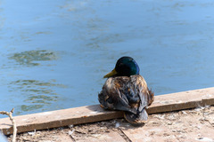 Anas platyrhynchos