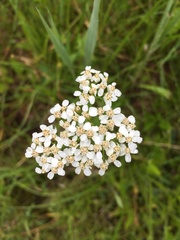 Achillea millefolium
