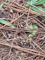 Dasymutilla arachnoides