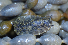 Onchidella nigricans