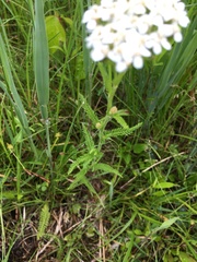Achillea millefolium