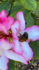 Bombus hypnorum