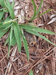 Dasymutilla arachnoides