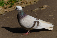 Columba livia