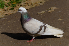 Columba livia