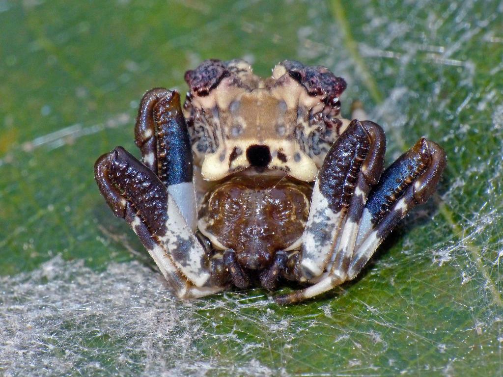 Common Bird-dropping Spider